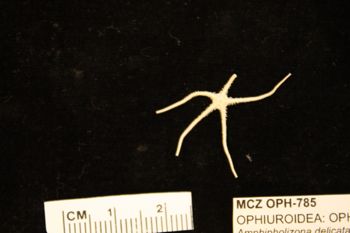 Media type: image;   Invertebrate Zoology OPH-785